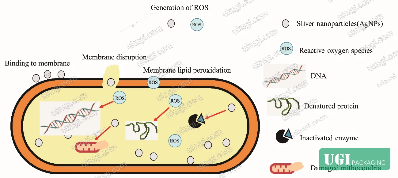 Figure 3: Antimicrobial mechanism schematic showing nanosilver interaction with bacterial cells through ion release, ROS generation, and membrane disruption leading to cell death