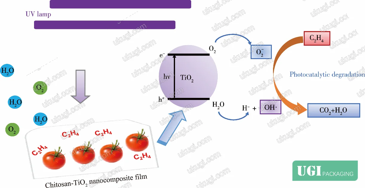 Figure 5: TiO₂/chitosan nanocomposite film mechanism showing UV-activated photocatalytic degradation of ethylene gas to CO₂ and H₂O during tomato storage, preventing premature ripening
