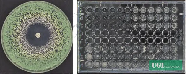 Figure 1: Inhibition zone test (A) and MIC test (B) of LaPT against P. chrysogenum spores