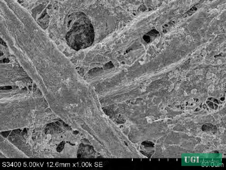 Figure 3: SEM cross-section showing coating penetration into kraft paper fiber structure at 1500× magnification
