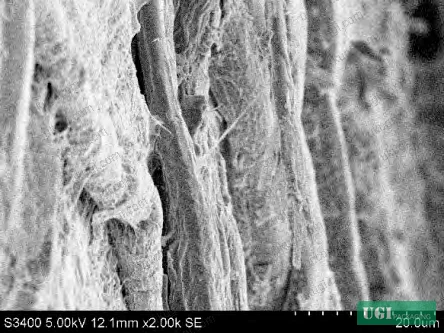 Figure 4: Surface topology of coated kraft paper demonstrating uniform coverage and fiber encapsulation