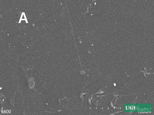Figure 5: SEM surface morphology of pure PLA film (control) and PLA/YN 2% composite film