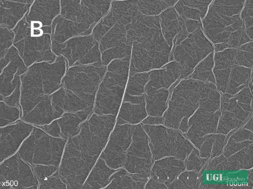 Figure 6: SEM cross-section morphology showing GEO dispersion pattern and surface roughness in composite films