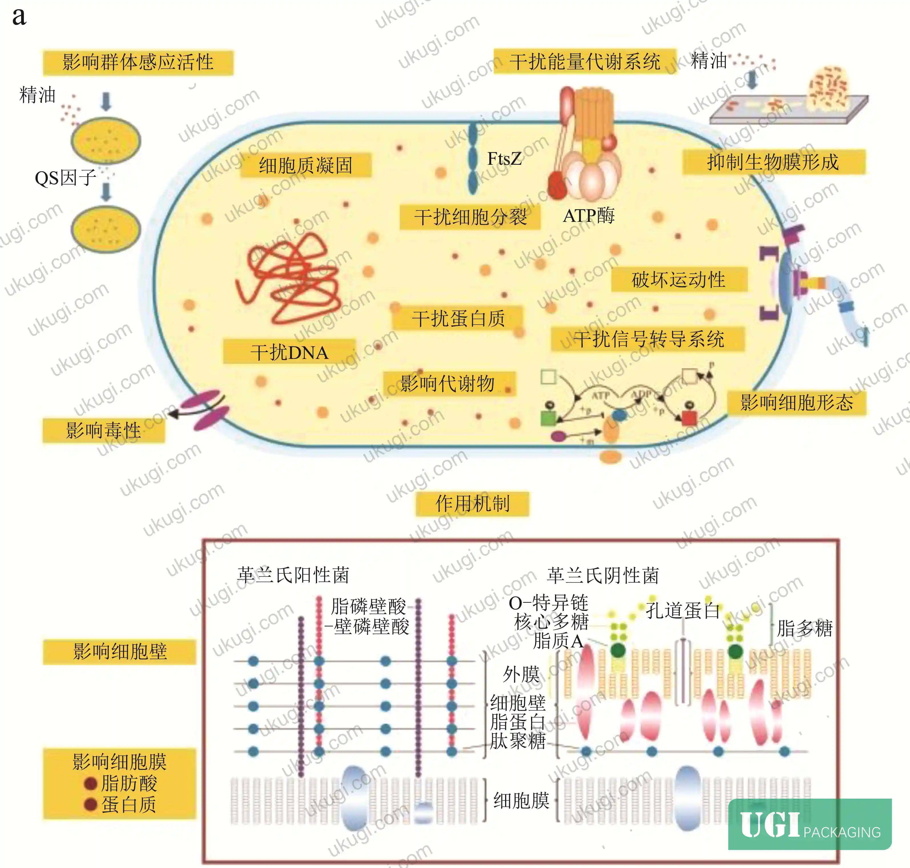 Figure 1: Antibacterial mechanism of plant essential oils on microorganisms — cell wall disruption and membrane permeability pathways