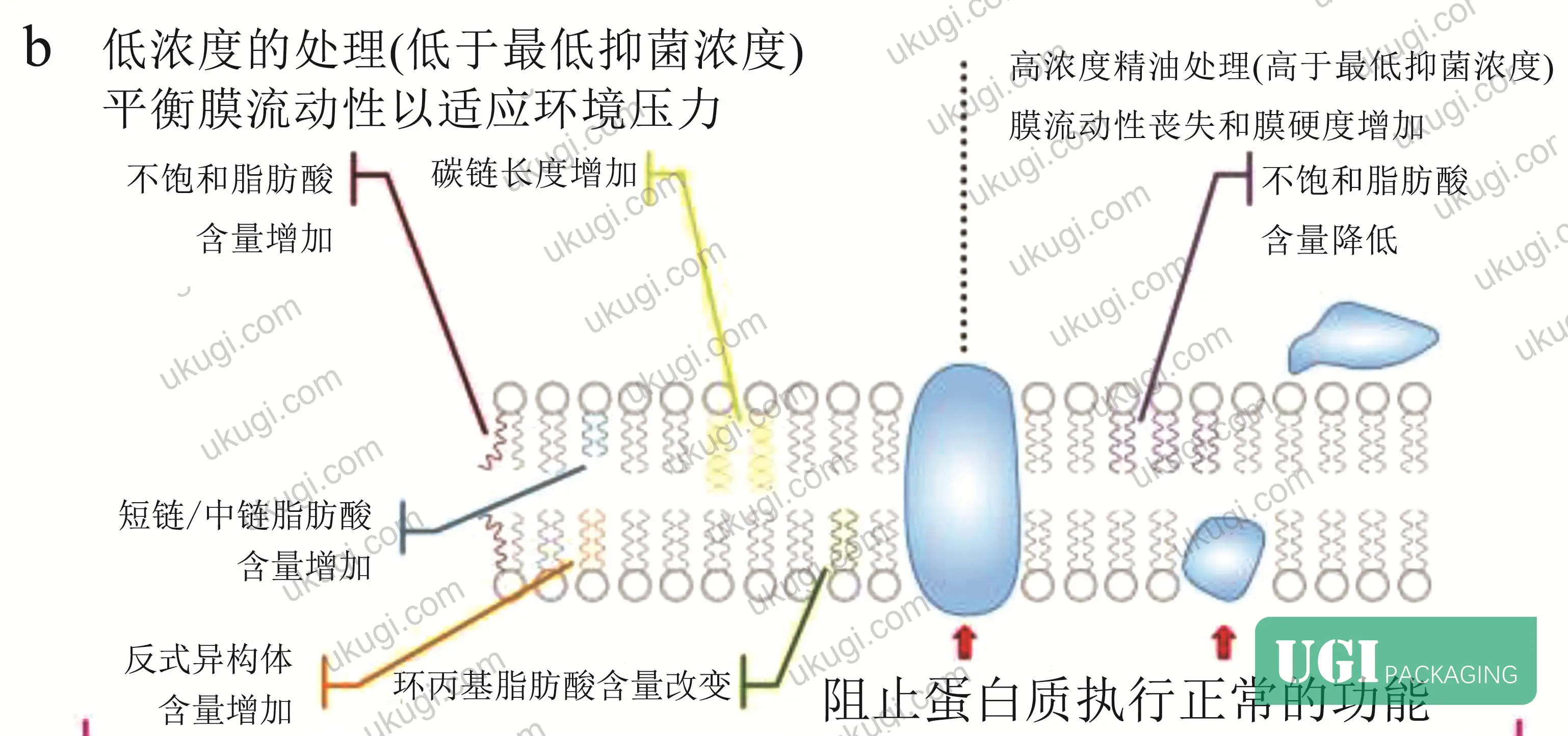 Figure 3: Antioxidant active packaging — schematic showing how essential oil phenolics fill polymer matrix pores to reduce oxygen transmission