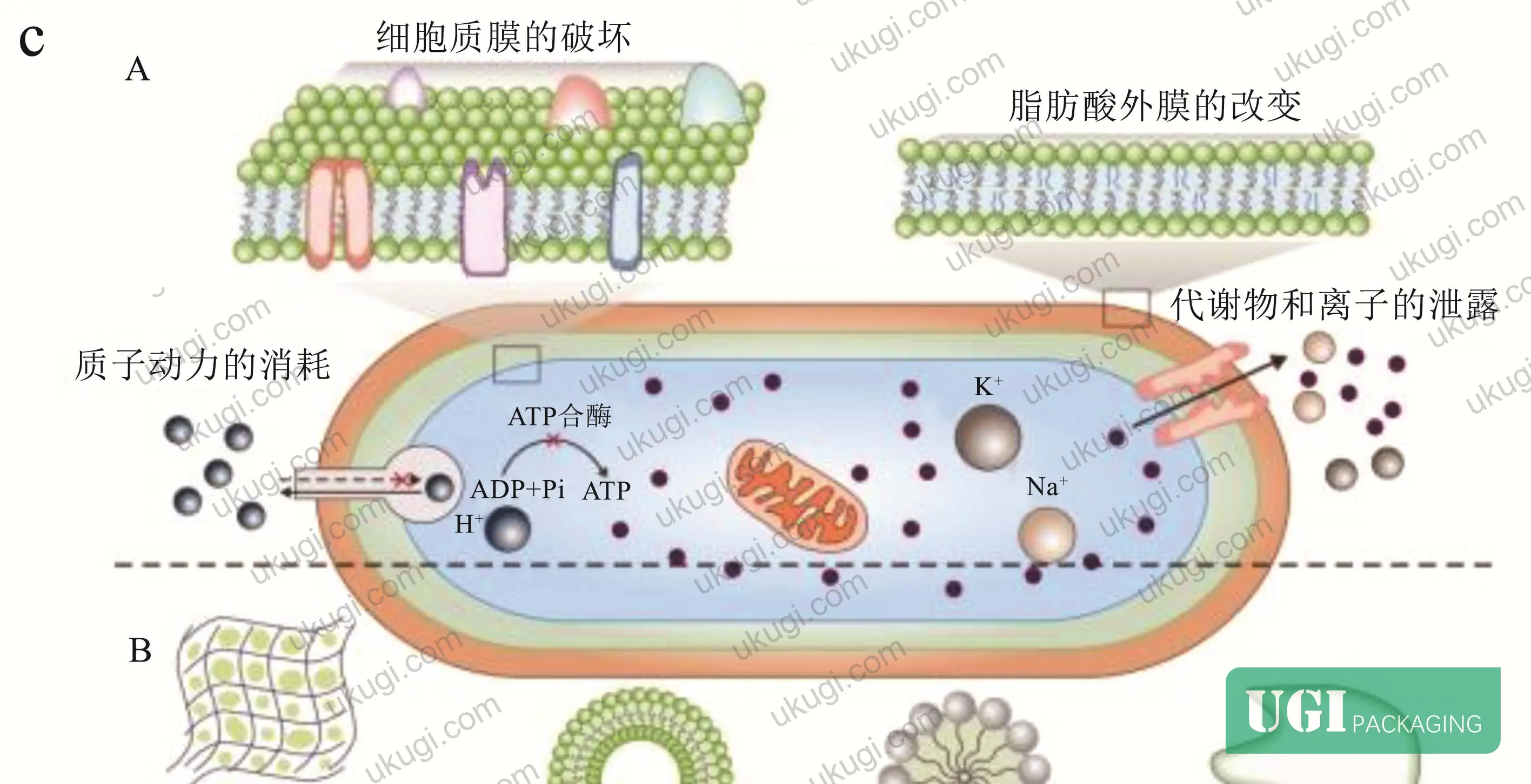 Figure 5: Oregano essential oil distribution in starch/PVA matrix — cross-section micrograph showing uniform pore-filling and barrier enhancement