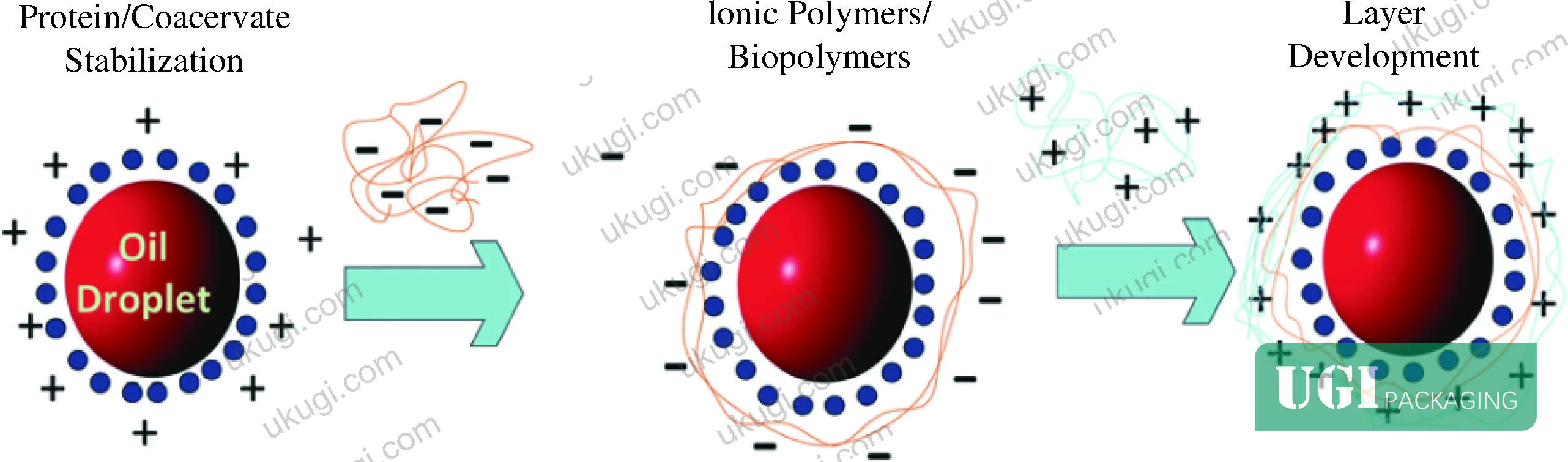 Figure 2: Schematic illustration of the layer-by-layer deposition method, showing sequential electrostatic assembly of polyelectrolyte layers around an essential oil core particle