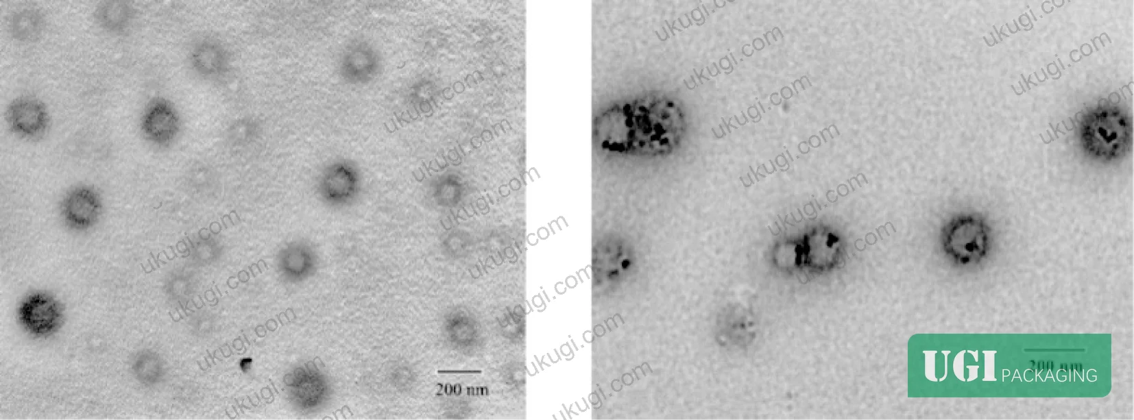 Figure 3: TEM micrographs of jasmine essential oil nanocapsules with core-shell structure, mean radius 69.56 nm, prepared by complex coacervation at pH 4.80
