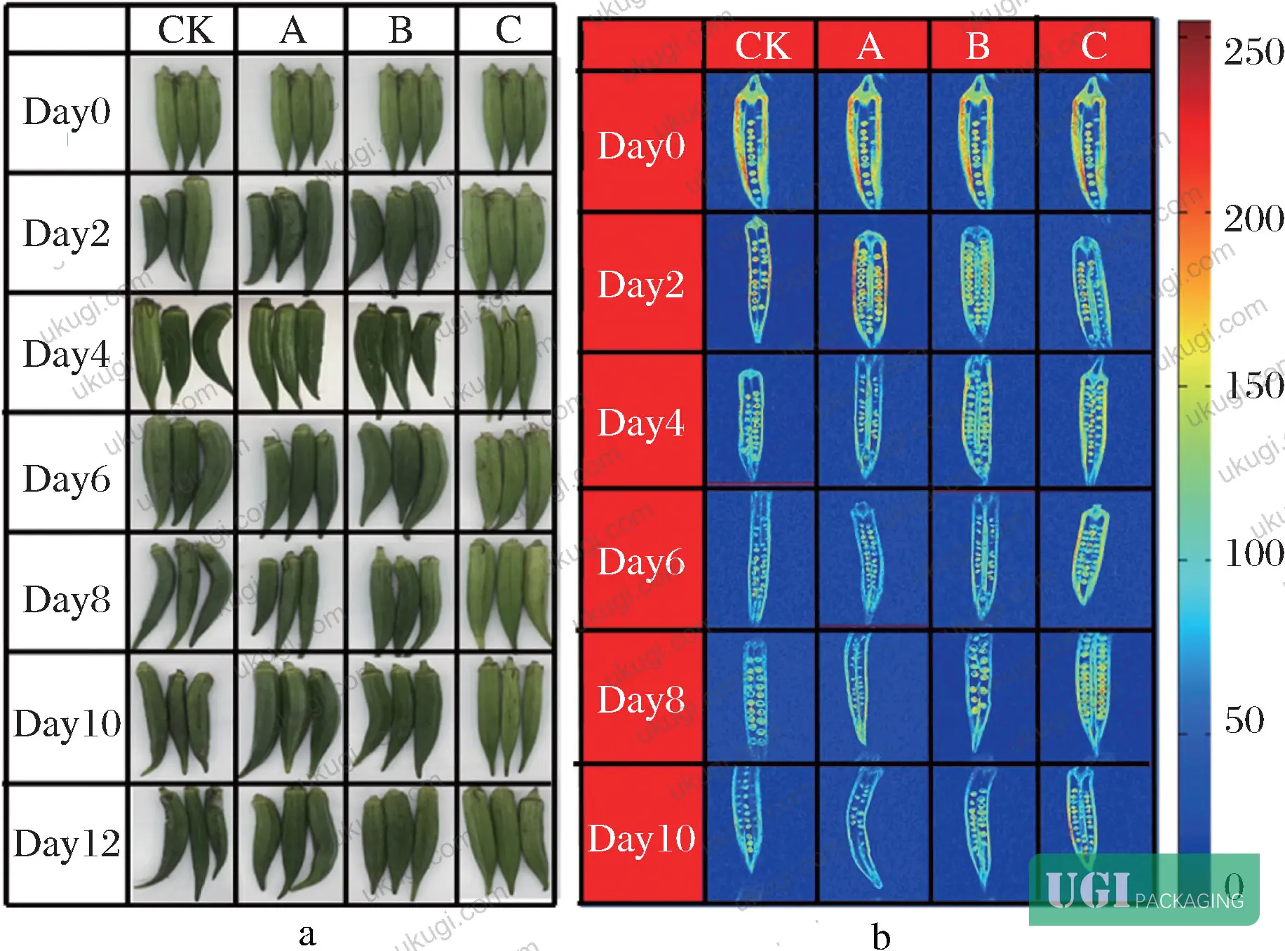Figure 13: Visual appearance comparison of okra under different packaging groups at day 12 — Group C shows markedly better color and surface integrity versus Group A and control