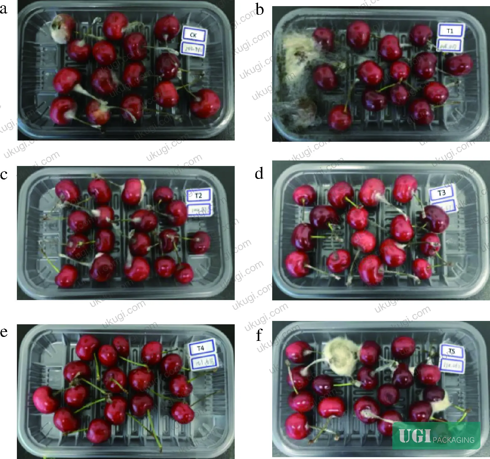 Figure 5: Visual comparison photographs of sweet cherries from all six treatment groups after 6 days of ambient storage, showing progressive decay differences